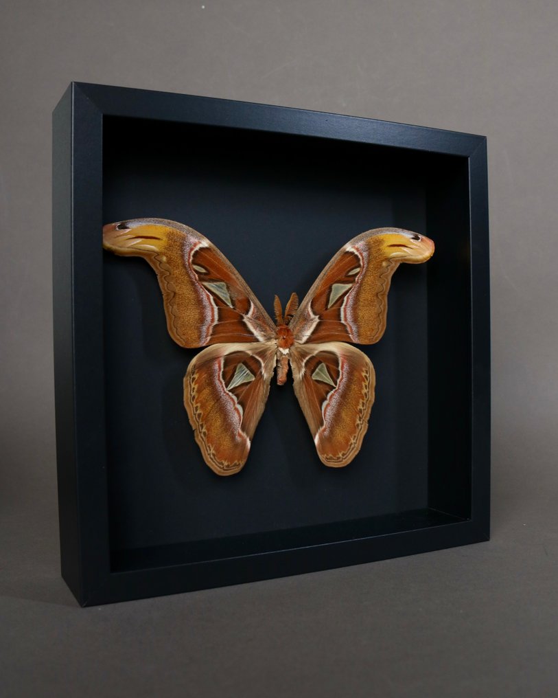 Farfalla Allestimento tassidermico a corpo intero - Attacus atlas - 25 cm - 25 cm - 4 cm - Specie non CITES - 1 #2.1