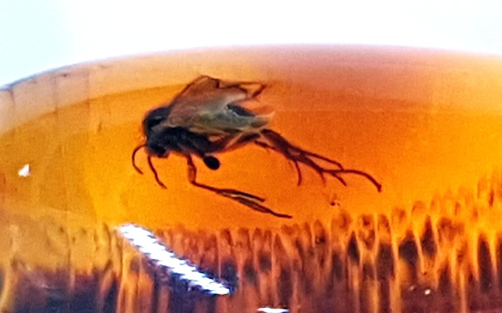 Natural Baltic Amber with Fossil Insect Inclusion in Magnifying Box - Beautiful Museum Grade - Amber (No reserve price) #1.0
