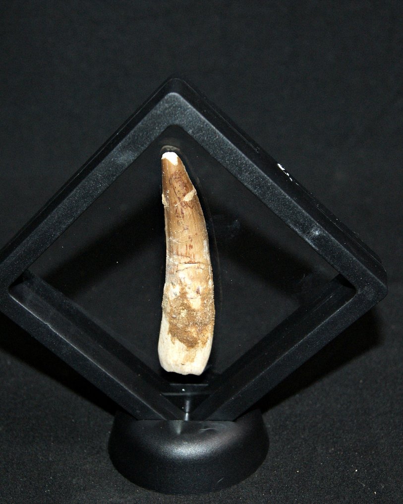 Spinosaur - Fossil tooth - Spinosaurus aegyptiacus (No reserve price) #3.2