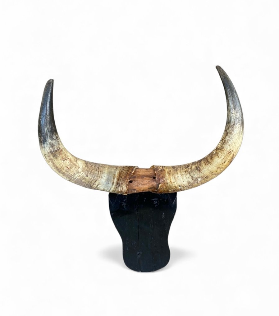 Spanischer Kampfstier Geweih - Bos Taurus - 32 cm - 48 cm - 8 cm - (1) #1.0
