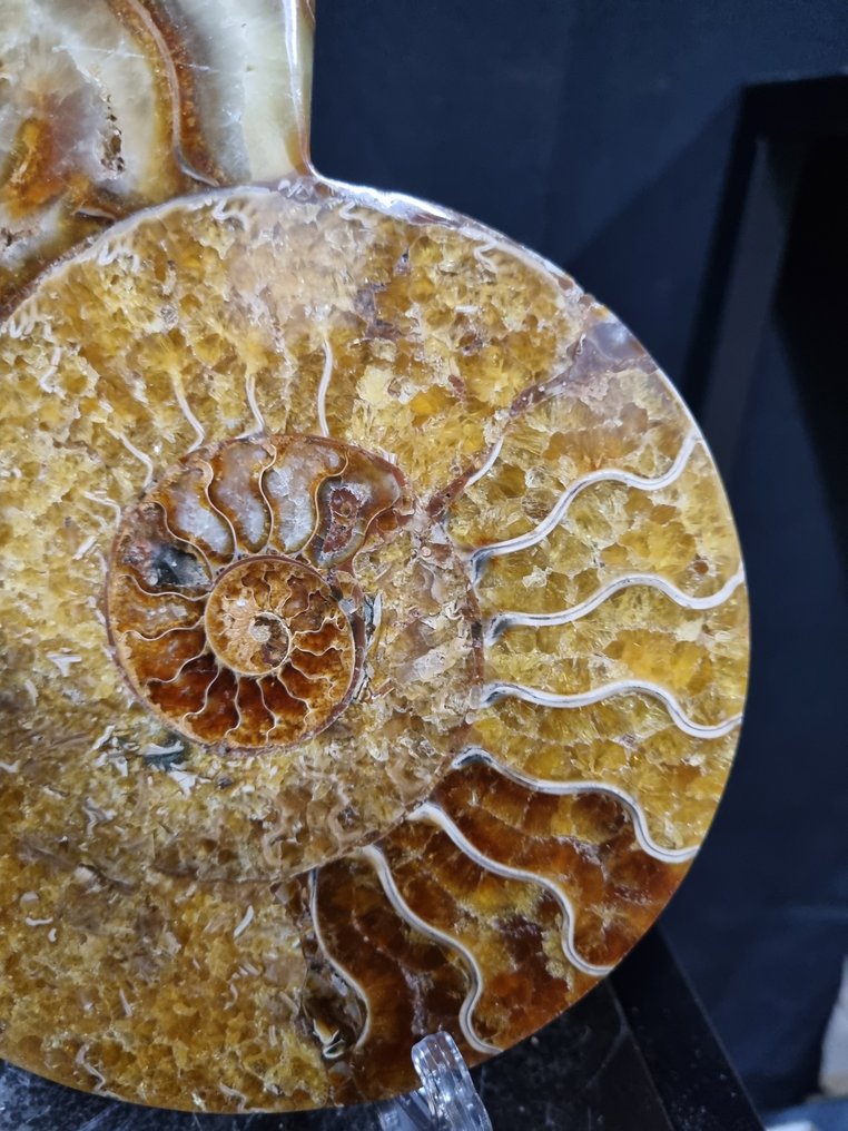 非常大的切割型Ammonite Aioloceras sp. - 高度: 195 mm - 宽度: 168 mm- 704 g - (1) #4.3