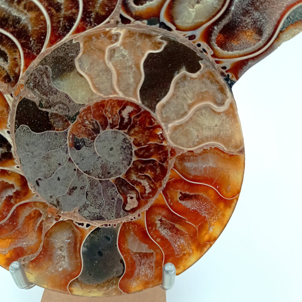 Ammonit - Forstenet dyr - Aioloceras (Cleoniceras) sp. - 13 cm - 11 cm (Ingen mindstepris) #3.2