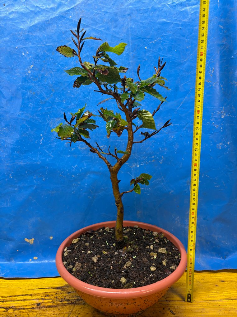 Beech bonsai (Fagus) - Height (Tree): 45 cm - Depth (Tree): 20 cm - Italy #2.1