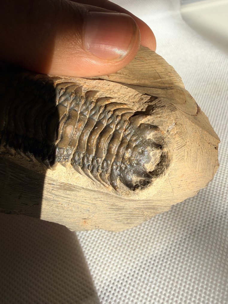 Trilobiet - Gefossiliseerd dier - Crotalocephalus gibbus - 8 cm #3.2