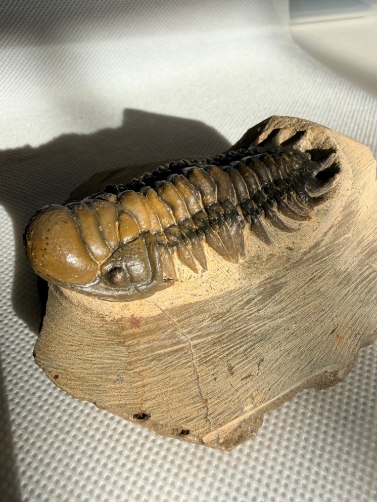 Trilobiet - Gefossiliseerd dier - Crotalocephalus gibbus - 8 cm #1.0