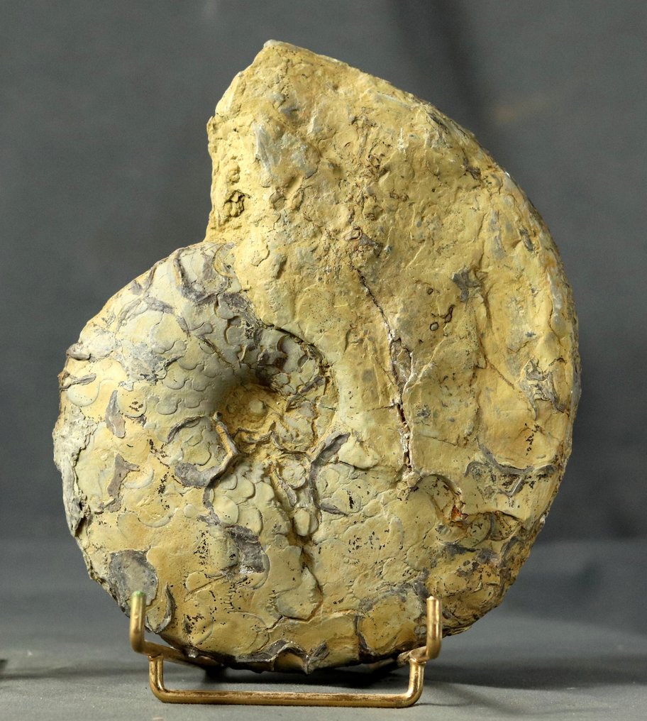 Sjelden triassisk ammonitt med spesielle suturlinjer - Fossile dyr - Discoceratites semipartitus? - 19 cm (Ingen reservasjonspris) #1.0