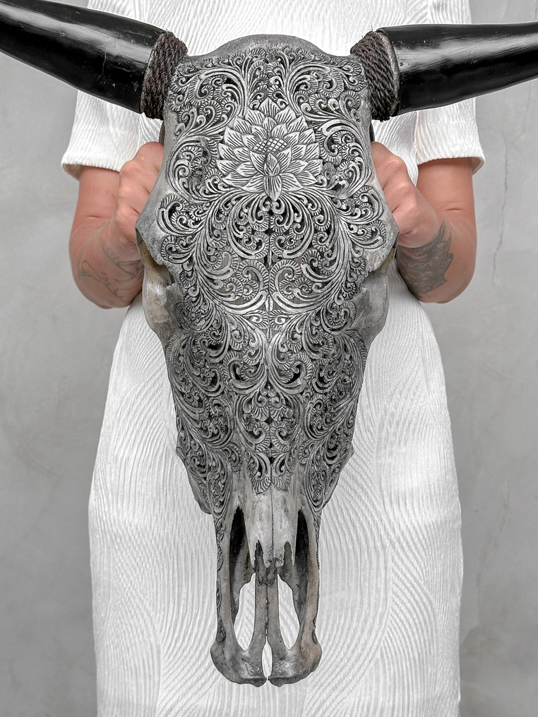 Χωρίς ελάχιστη τιμή - Αυθεντικό μεγάλο γκρι χειροποίητο κρανίο ταύρου - Μεγάλο μοτίβο λωτού. Λαξεμένο κρανίο - Bos Taurus - 55 cm - 62 cm - 18 cm- Είδη που δεν ανήκουν στο CITES #1.0
