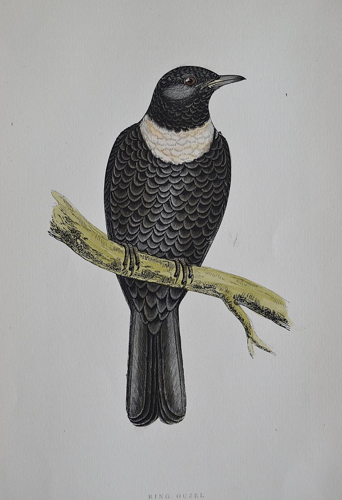 Rev. F. O. Morris - A History of British Birds. Lot with 30 plates - 1891 #4.3