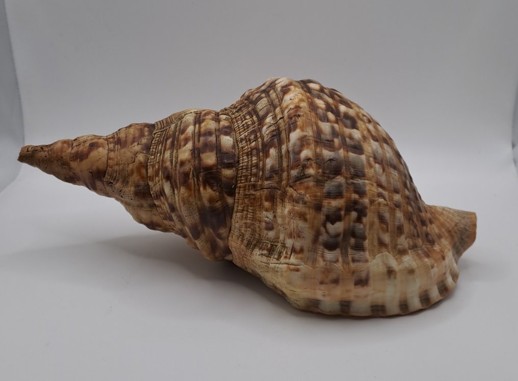Conch Sea shell - Charonia  (No reserve price) #3.2