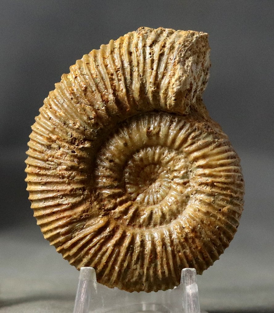 Szépen elkészített Bathonian ammonitát. - Fosszilizálódott állat - Parkinsonia pachypleura - 7 cm (Nincs minimálár) #1.0