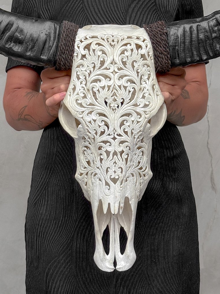 Χωρίς ελάχιστη τιμή - Αυθεντικό μεγάλο λευκό σκαλιστό κρανίο βουβάλου - Παραδοσιακό μοτίβο Μπαλί Λαξεμένο κρανίο - Bubalus Bubalis - 66 cm - 65 cm - 17 cm- Είδη που δεν ανήκουν στο CITES -  (1) #1.0