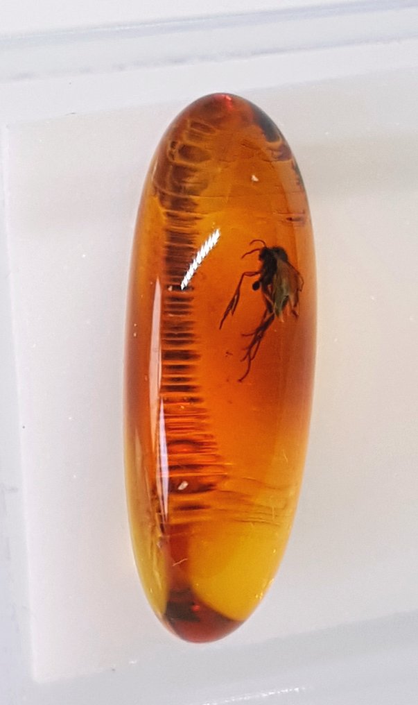 Natural Baltic Amber with Fossil Insect Inclusion in Magnifying Box - Beautiful Museum Grade - Amber (No reserve price) #2.1