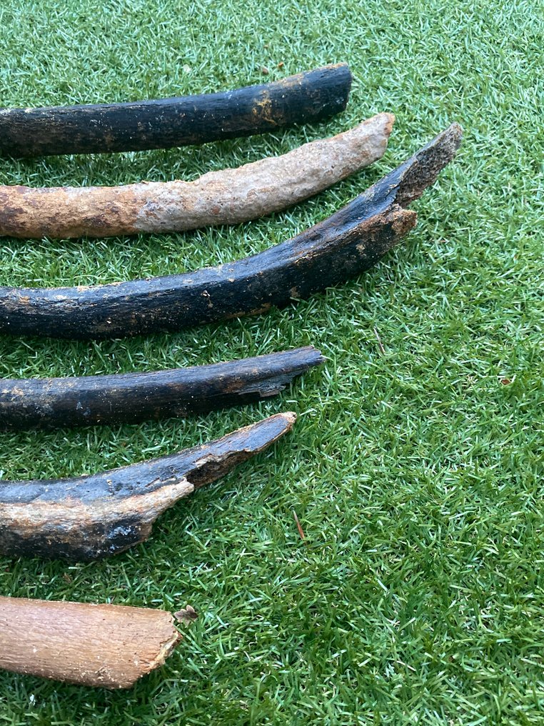 Mammut - Fossil ribben - Mammuthus primigenius - 59 cm - 8 cm (Ingen reservasjonspris) #3.2