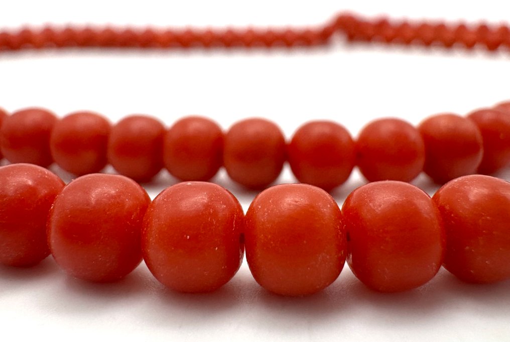 没有保留价 - 链 珊瑚 #4.3