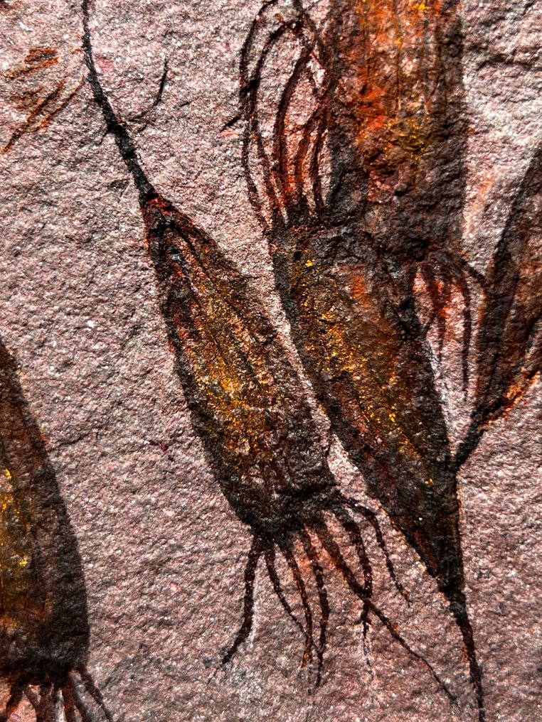 Fosil frumoasă, de aspect extraterestru - 22 specimen - dublu față. - Placă de mortalitate fosilă - Ascocystites - Eocrinoids #3.2