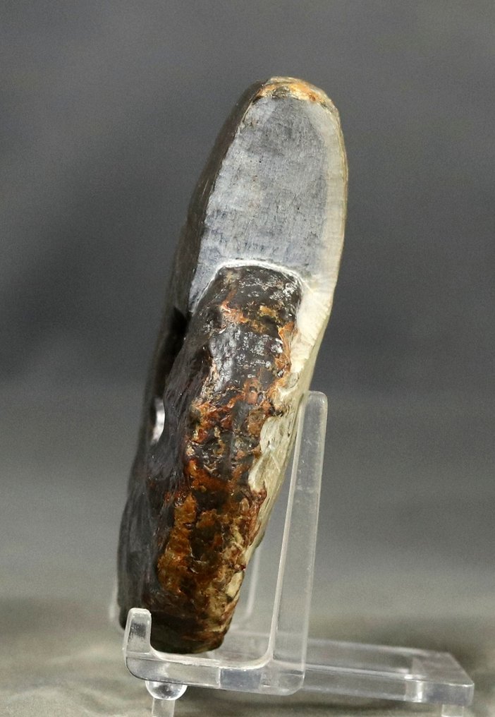 Sjelden triassisk ammonitt med spesielle suturlinjer - Fossile dyr - Ceratites laevigatus - 9 cm (Ingen reservasjonspris) #2.1