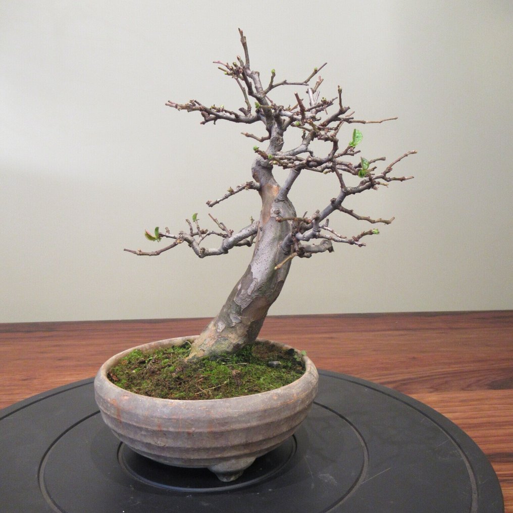 Pseudocydonia sinensis - Altezza (albero): 25 cm - Profondità (albero): 21 cm - Giappone #2.1