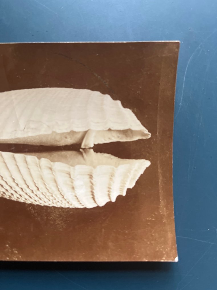 Harold  Bastin - Een grote Pholas-schelp #2.1