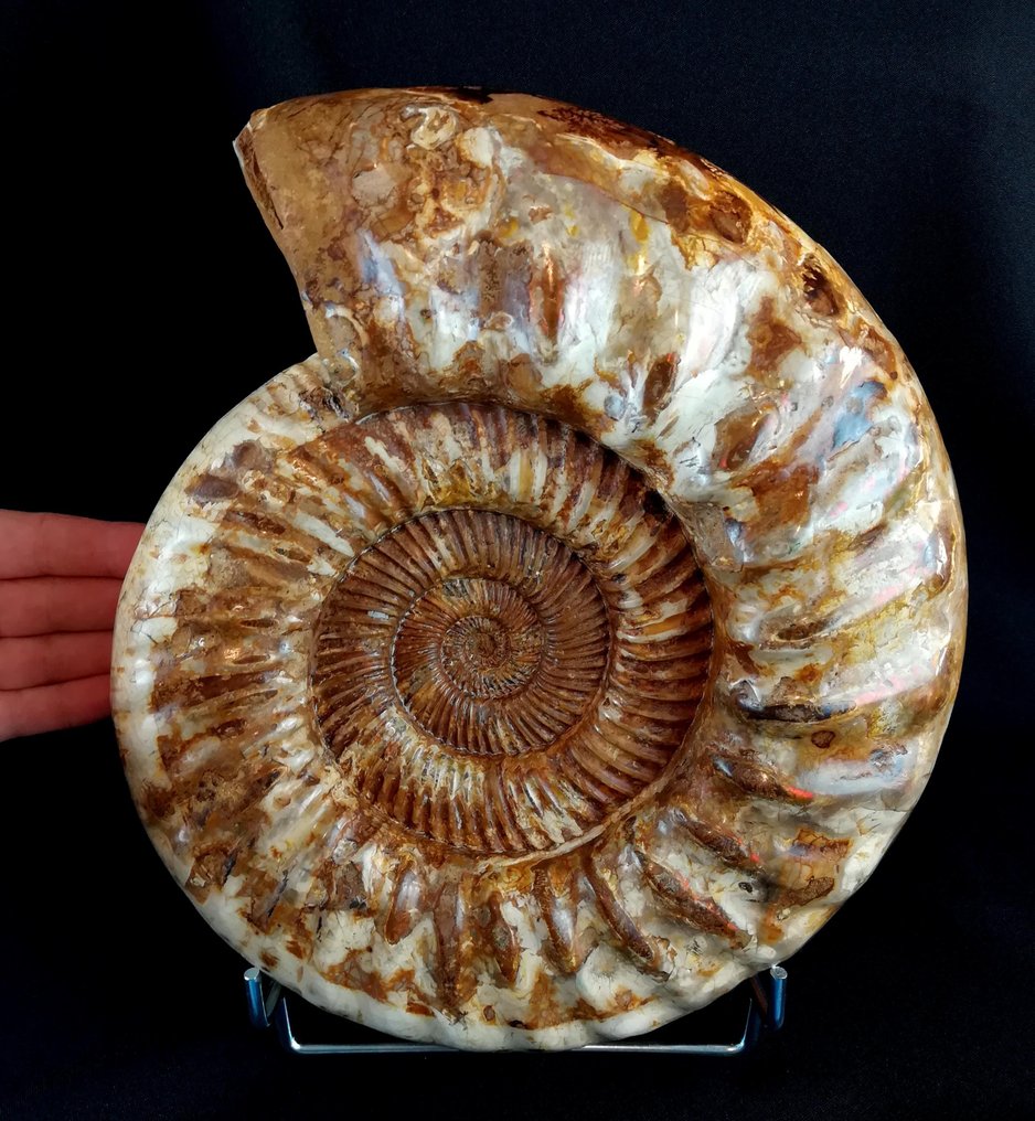 Ammonit - Tierfossil - Kranaosphinctes roedereri (Collignon) - 30 cm - 26.5 cm #4.3