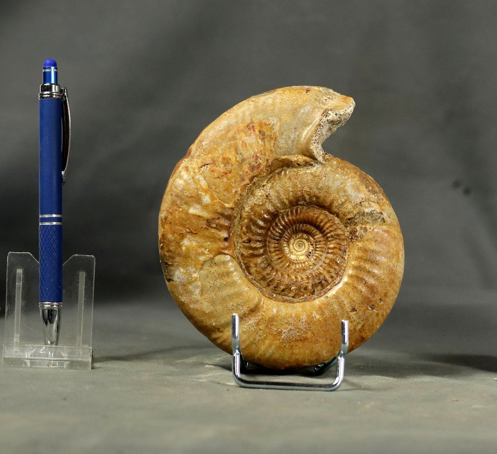 Fin ammonit från ovanlig plats - Stor storlek - Fossiliserat djur - Bajocisphinctes mouterdei - 13 cm #1.0