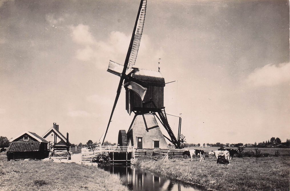 Morile din Țările de Jos, cu dimensiuni mici, dar și multe de format mare, color. - Carte poștală (175) - 1940-1980 #2.1