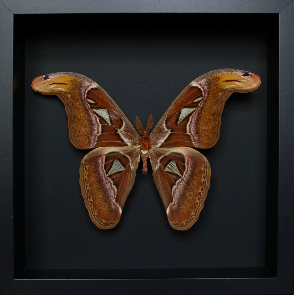 Farfalla Allestimento tassidermico a corpo intero - Attacus atlas - 25 cm - 25 cm - 4 cm - Specie non CITES - 1 #1.0
