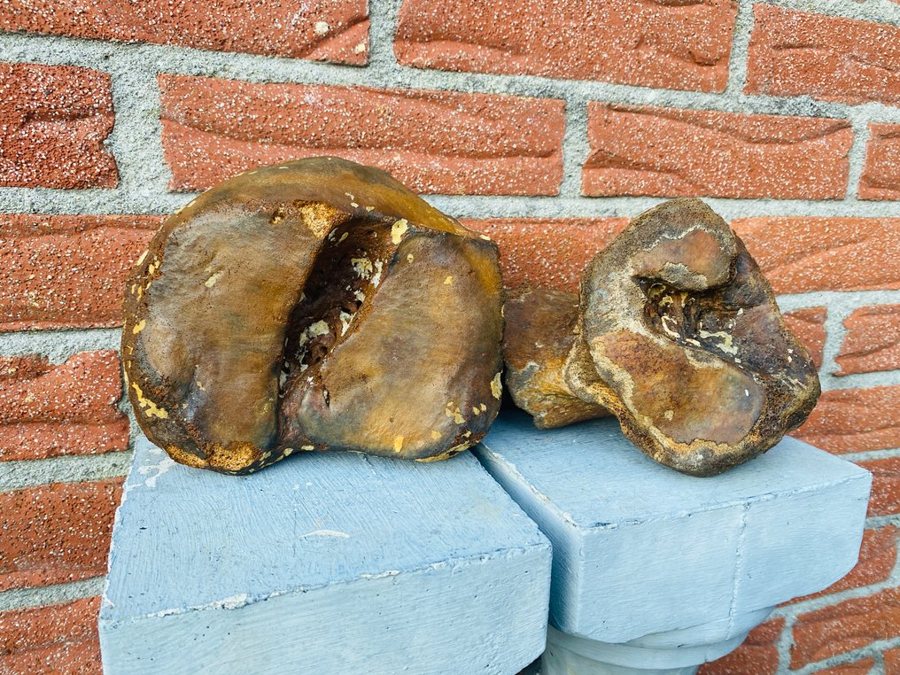 Mammouth laineux - Fragment fossilisé - Mammuthus primigenius - 18 cm - 14 cm (Sans prix de réserve) #1.0