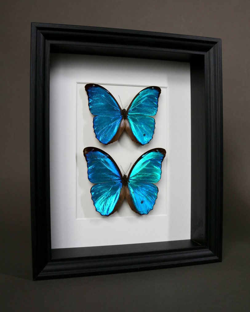 Farfalla Allestimento tassidermico a corpo intero - Morpho menelaus - 25 cm - 20 cm - 4 cm - Specie non CITES - 1 #1.0