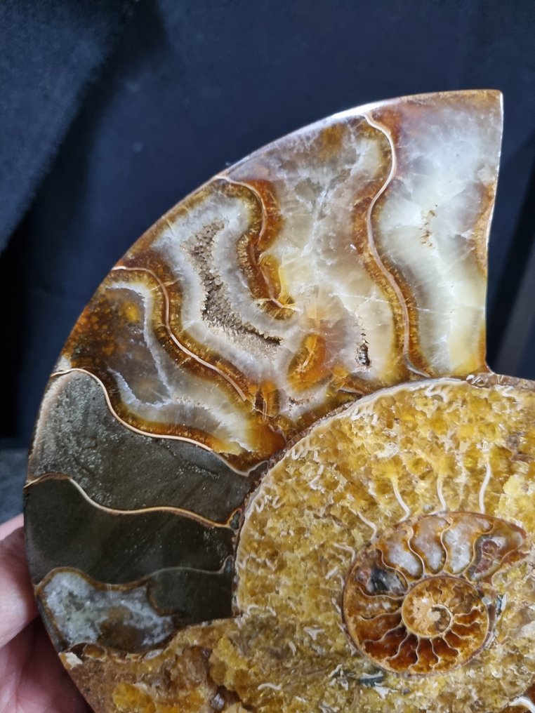 非常大的切割型Ammonite Aioloceras sp. - 高度: 195 mm - 宽度: 168 mm- 704 g - (1) #1.0