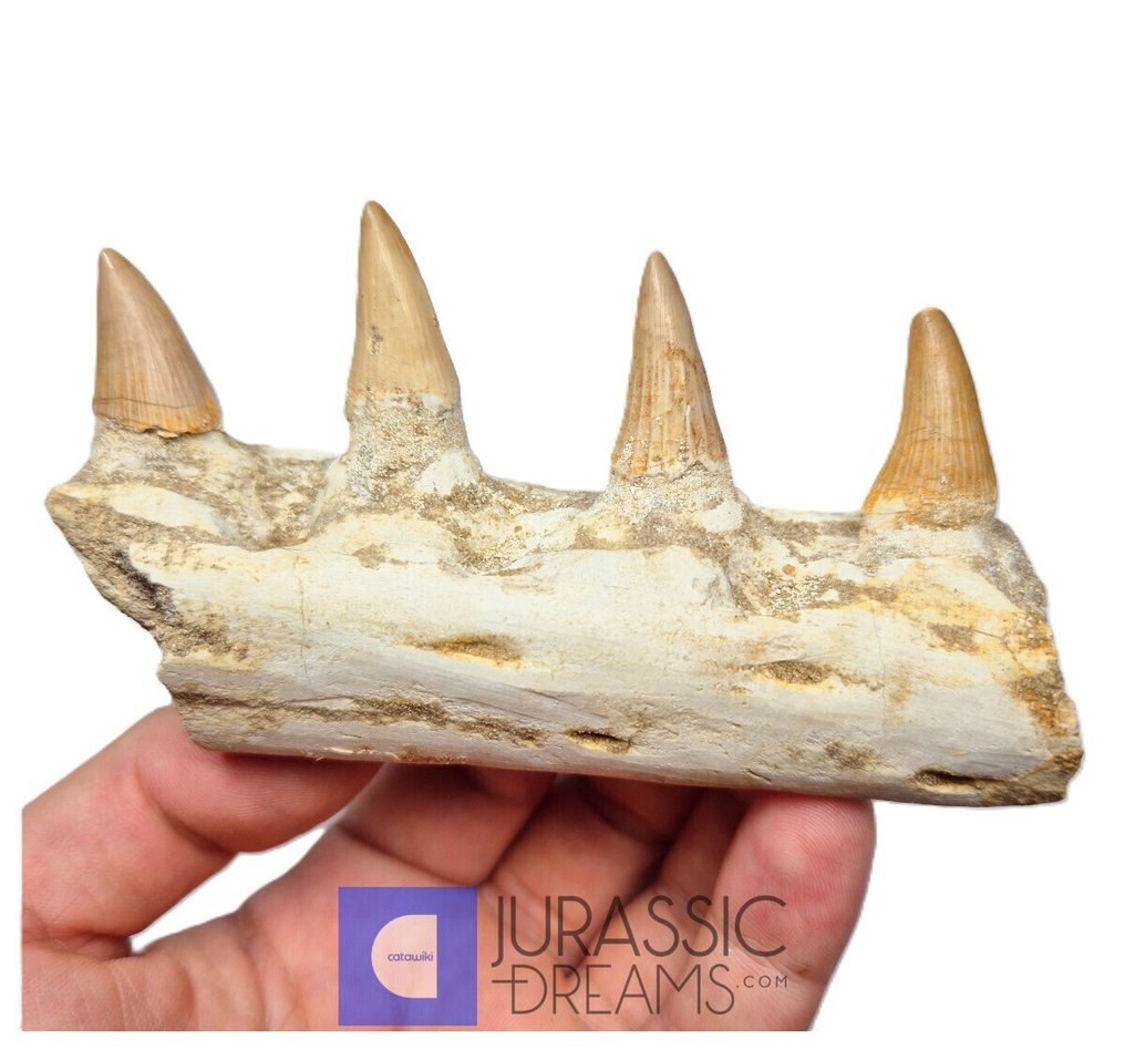 Partie droite de l'hémimandibule de « Gavialimimus almaghribensis » (espèce rare de mosasaure) - - Dent fossile (Sans prix de réserve) #2.1