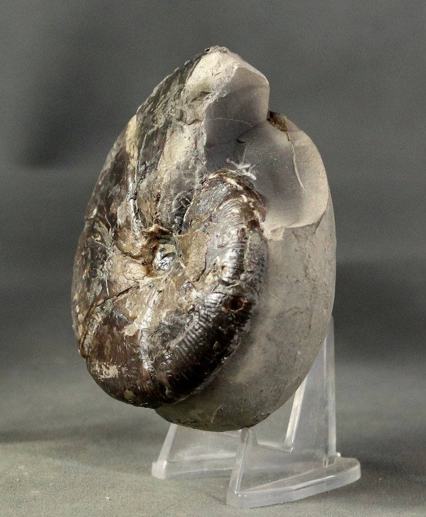 Dobra amonit - Rzadki - Skamieniałe zwierzę - Holcophylloceras aff polyolcum  (Bez ceny minimalnej
) #2.1