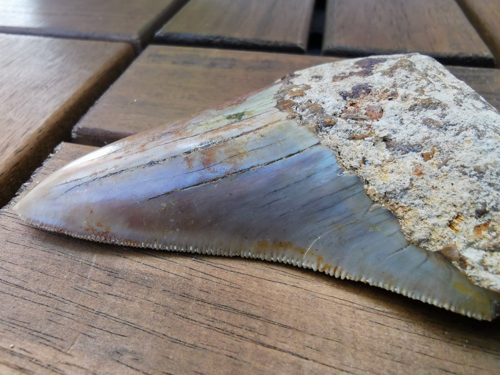 Megalodon - Fossil tooth - 8.85 cm (No reserve price) #4.3