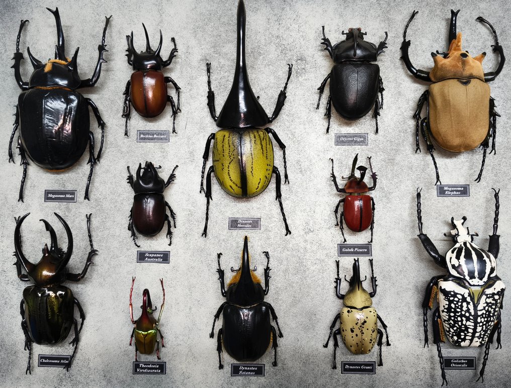 混合昆虫 动物标本剥制壁挂支架 - DYNASTINAE - 4 cm - 42 cm - 32 cm #1.0
