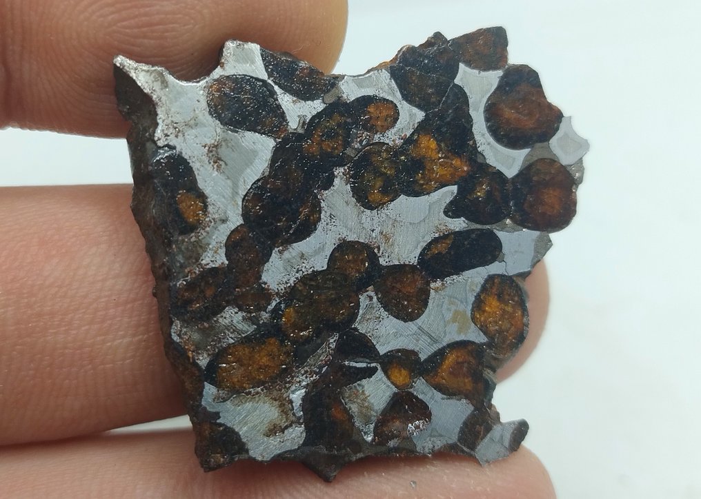Sericho Pallasite Meteorite Slice- 12.5 g #2.1