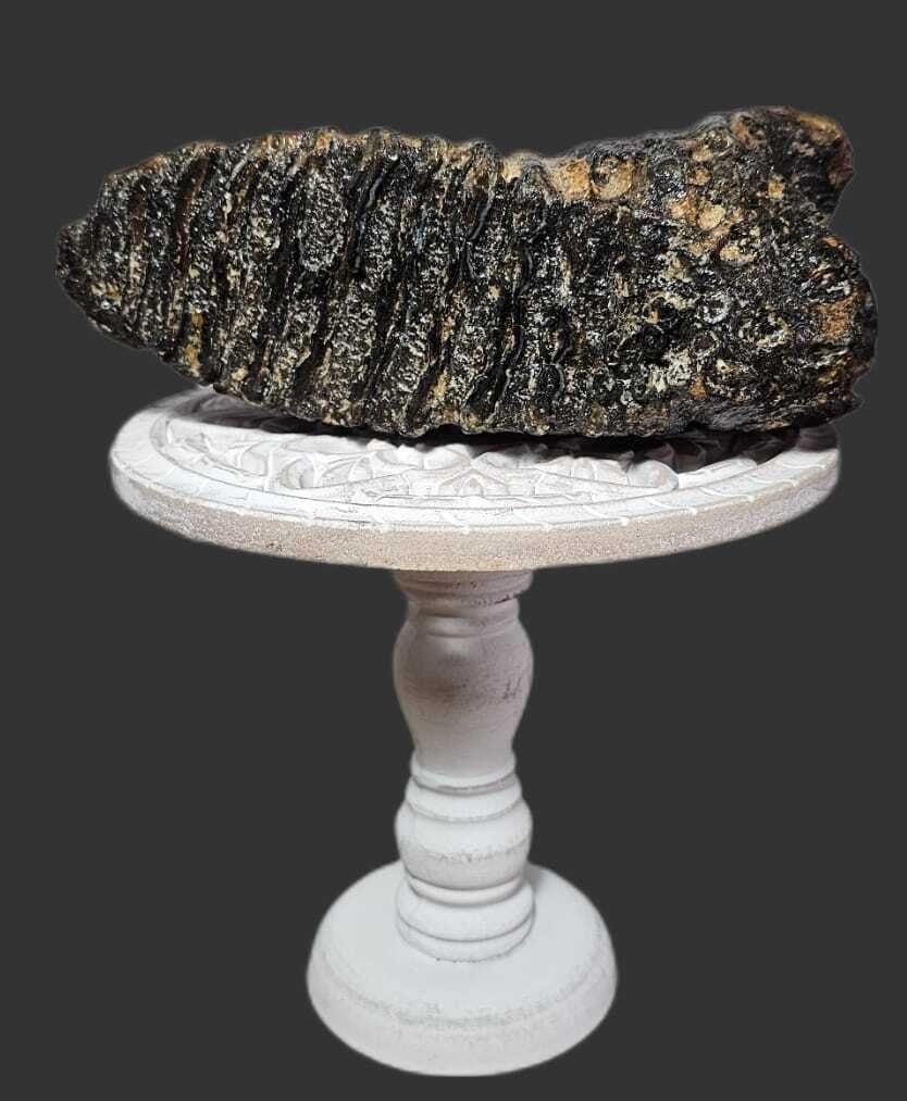 Gyapjas mamut - Fosszilis őrlőfog - 24 cm - 15 cm #2.1