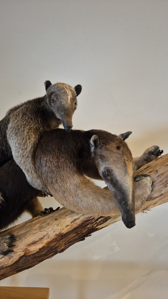 Tamandua - dorosłe i młode Eksponat taksydermiczny (całe ciało) - Tamandua tetradactyla - 60 cm - 110 cm - 30 cm - Gatunki inne niż CITES - 2 #1.0