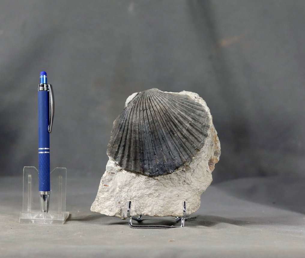 Ett enastående Pliensbachian-fossil - Fossiliserat djur - Pseudopecten equivalvis - 12 cm - 11 cm (Utan reservationspris) #1.0