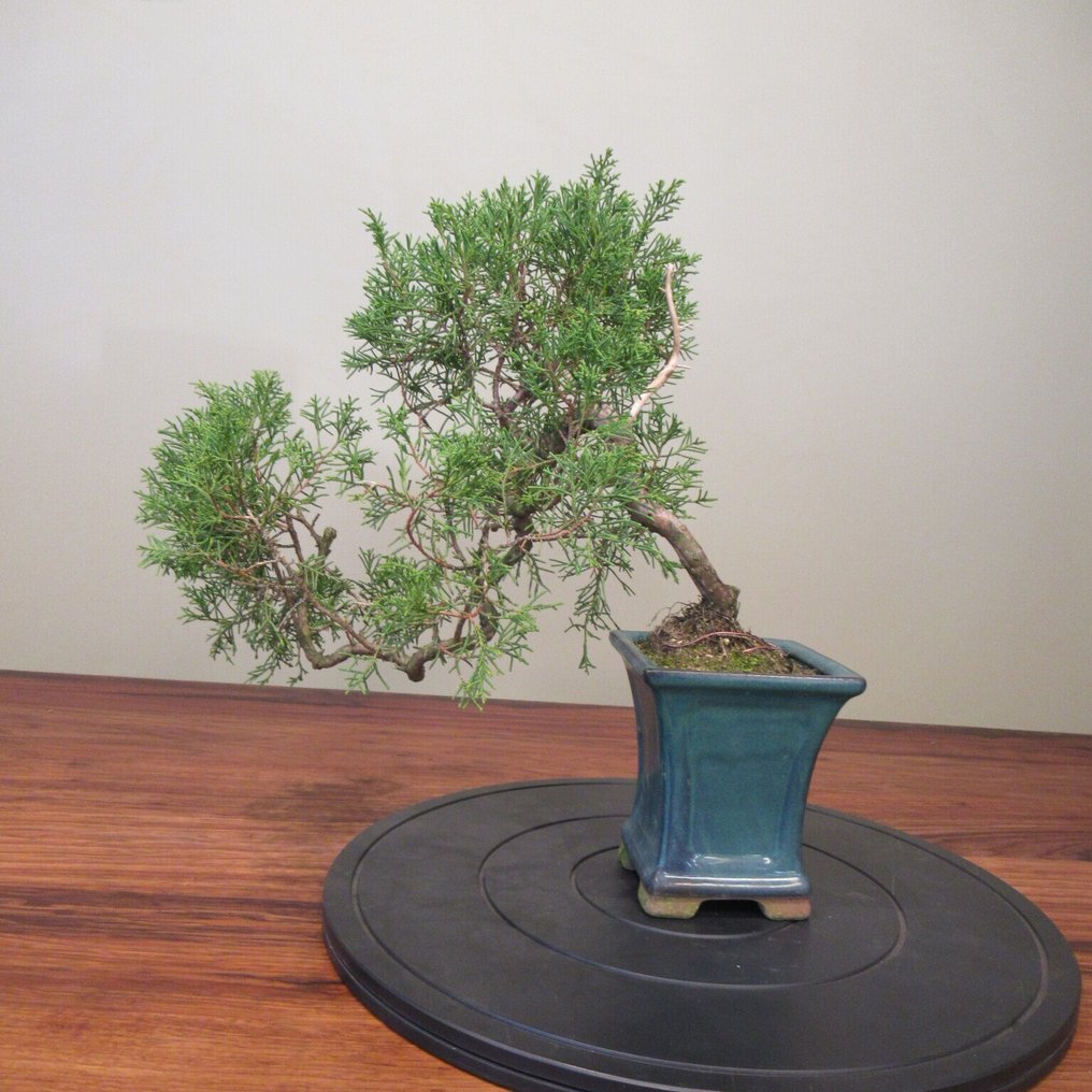 Juniperus sinensis - Height (Tree): 27 cm - Depth (Tree): 34 cm - Japan #2.1