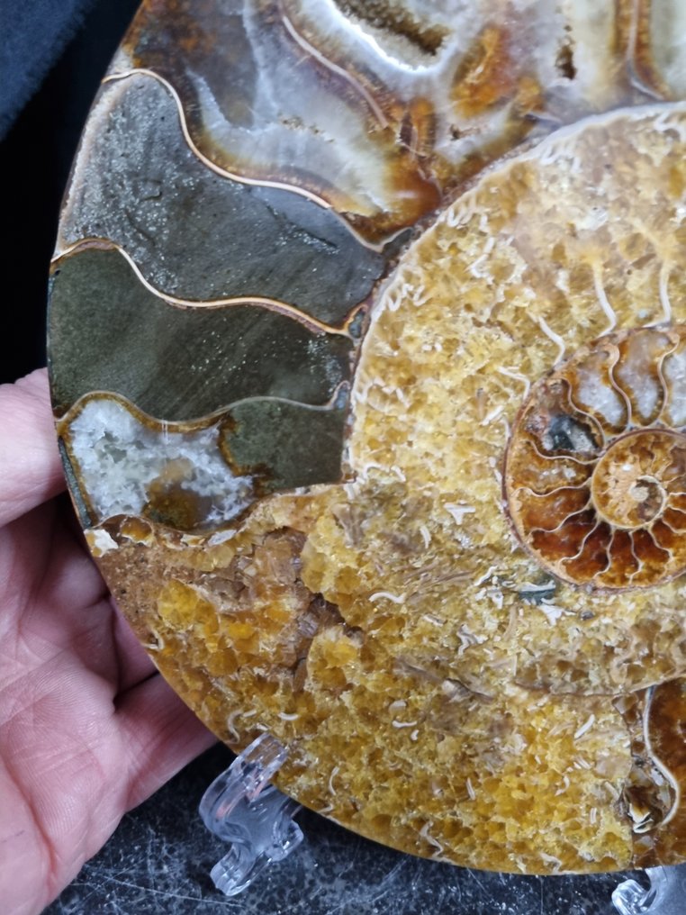 非常大的切割型Ammonite Aioloceras sp. - 高度: 195 mm - 宽度: 168 mm- 704 g - (1) #2.1