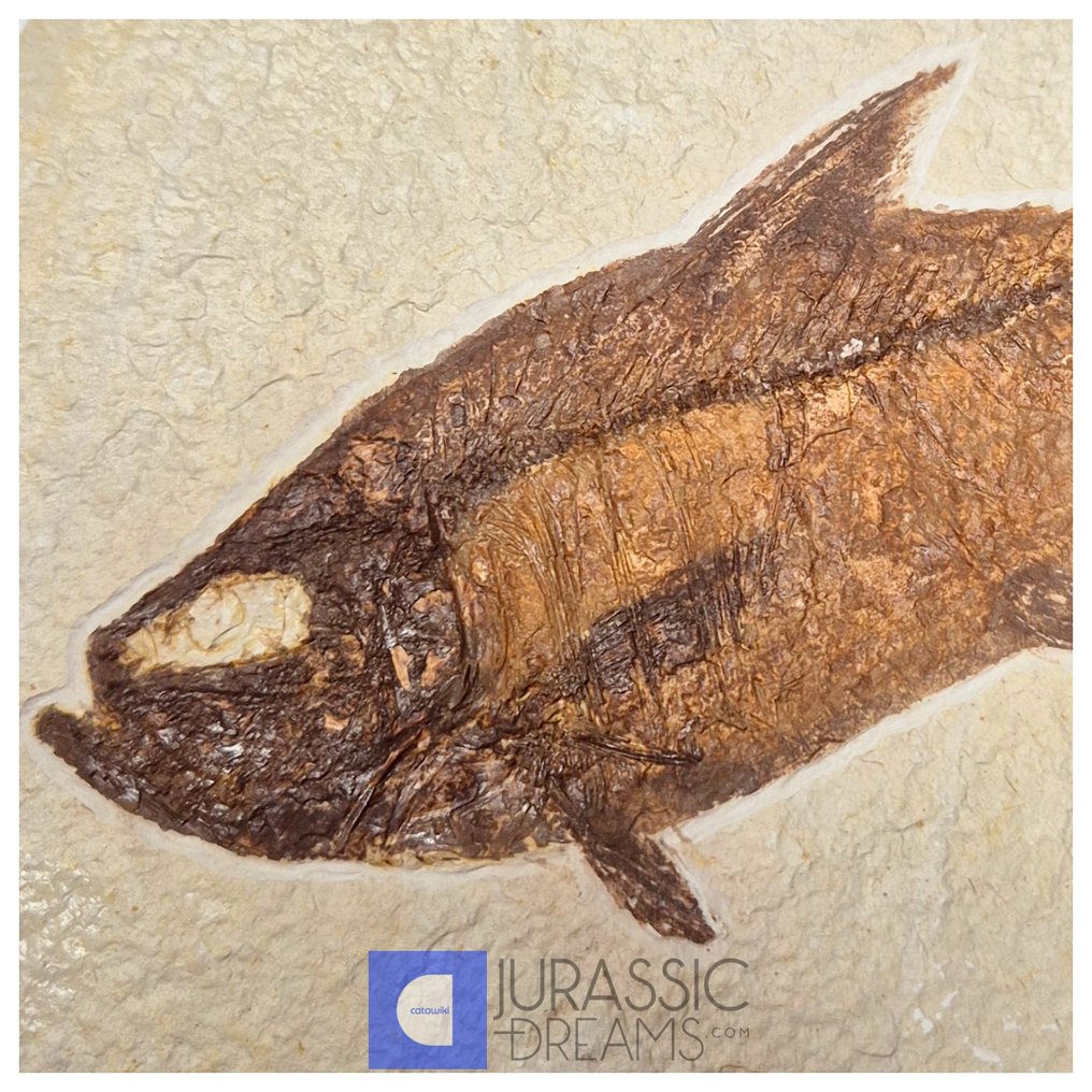 Poisson fossil esthétique, grand, 'Diplomystus dentatus' - âge Éocène, des États-Unis - formation - Animal fossilisé #2.1