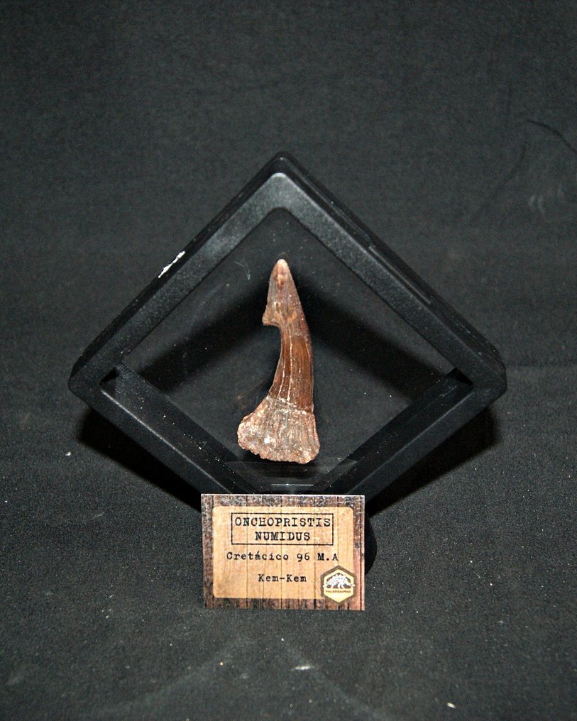 haj - Fossil tand - Onchopristis numidus (Utan reservationspris) #2.1