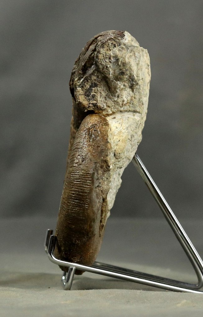 En enastående Pliensbachian-fossil - Pyritbevarande - Fossiliserat djur - Lytoceras cornucopiae - 13.5 cm #3.2