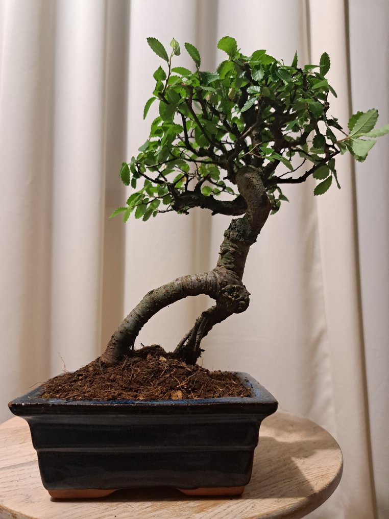 Chinese elm bonsai (Ulmus parviflora) - Height (Tree): 25 cm - Depth (Tree): 17 cm - Netherlands #4.3