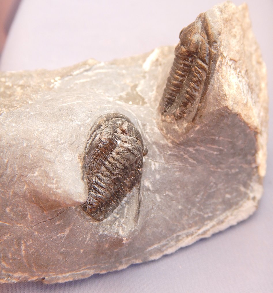 Fossile - Scheletro fossile - Cornuproetus cornutus - 2 cm #1.0