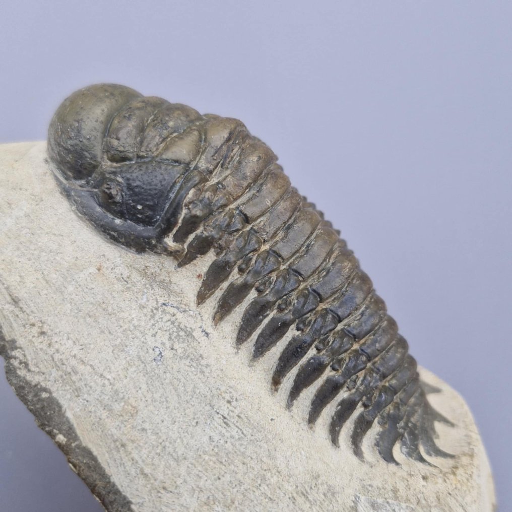 Trilobite - Fosszilizálódott állat - Crotalocephalina gibbus - 8.7 cm - 3.3 cm (Nincs minimálár) #2.1