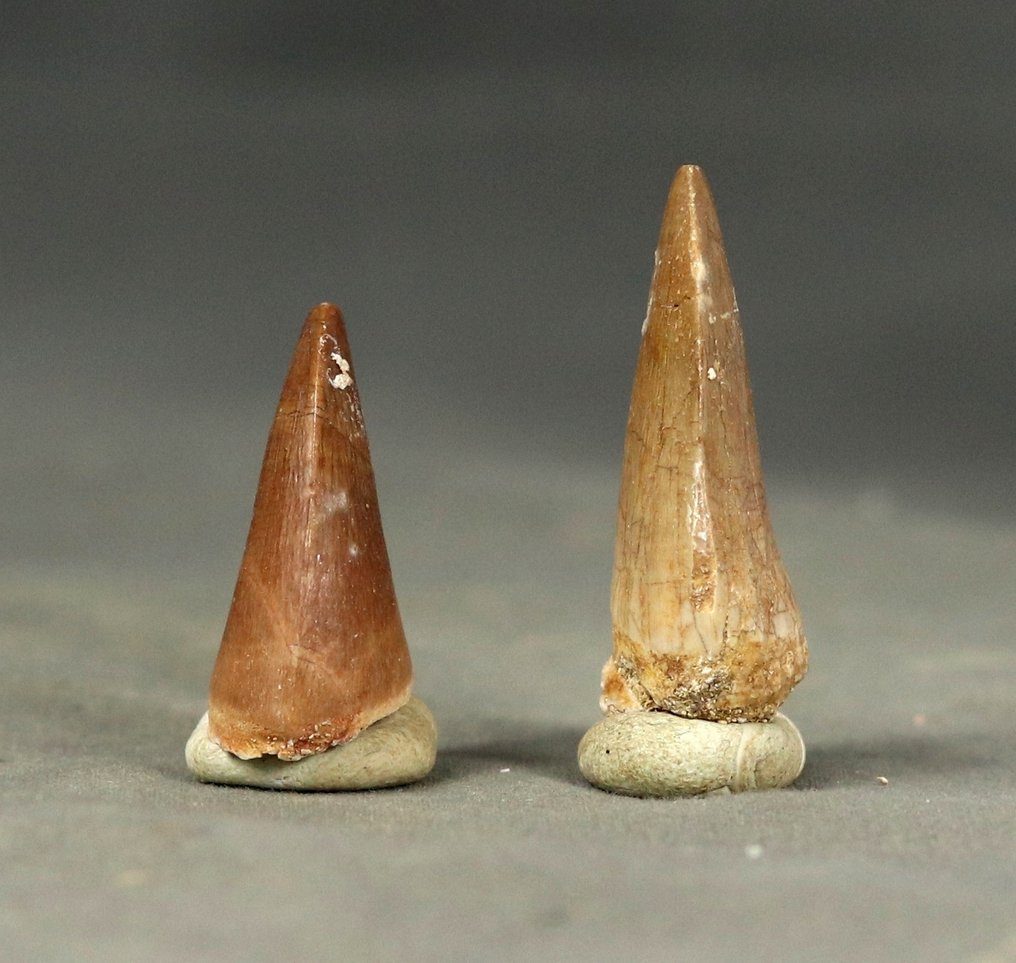 Μεγάλα δόντια μωσαόρ, 2 είδη - Απολιθωμένο δόντι - Halisaurus  & Prognatodon anceps  (χωρίς τιμή ασφαλείας) #3.2