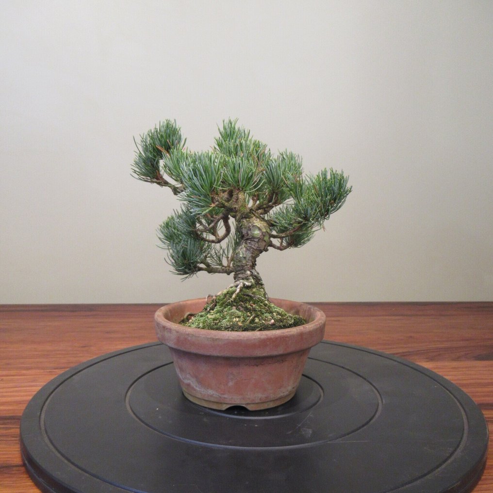 Pinus parviflora - Height (Tree): 22 cm - Depth (Tree): 26 cm - Japan #1.0