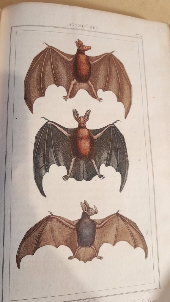 Comte de Buffon - Oeuvres complètes: volumes 10 et 11 les animaux quadrupèdes (sauvages et domestiques) - 1833-1834 #1.0