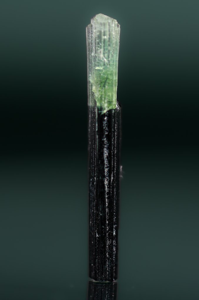 Korkeatasoinen Indicolite-turmalinkristalli • Harvinainen vihreä Apex Transition - Korkeus: 32 mm - Leveys: 5 mm- 1 g - (1) #3.2