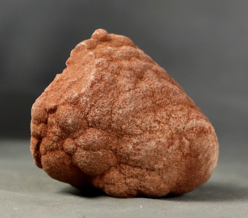 Dekorativer fossiler Stromatolith - Versteinerte Pflanze - 6.2 cm (Ohne mindestpreis) #2.1